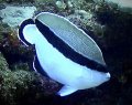 Bandit Angelfish - Lanai 3 tank